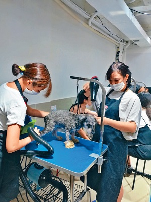 HK PET Service與動物醫院合辦「寵物美容造型師x獸醫助護專業課程系列」，為學員提供就業發展途徑。