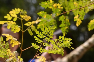 西雙版納熱帶植物園是集科學研究、物種保存和科普教育為一體的綜合性研究聖地。