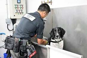 除了負責訓練、巡邏等工作外，領犬員亦會照顧犬隻日常生活所需。