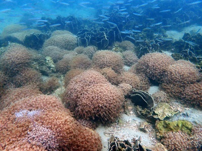 西貢海景區的橋咀郊遊徑早前曾出現旅客人潮及踐踏珊瑚事件。