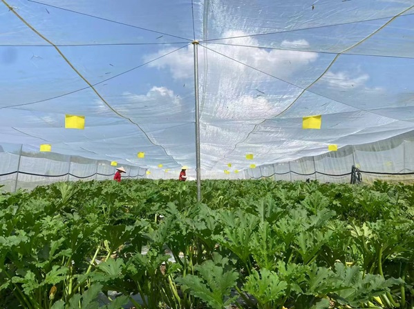 有本地有機農戶在內地開發農地，供應「無公害蔬菜」予學校飯商。