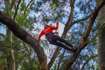 攀樹師在樹椏間穿梭修剪樹木。