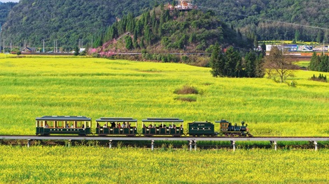 雲南羅平縣金雞峰叢景區，觀光小火車行駛在油菜花海中。